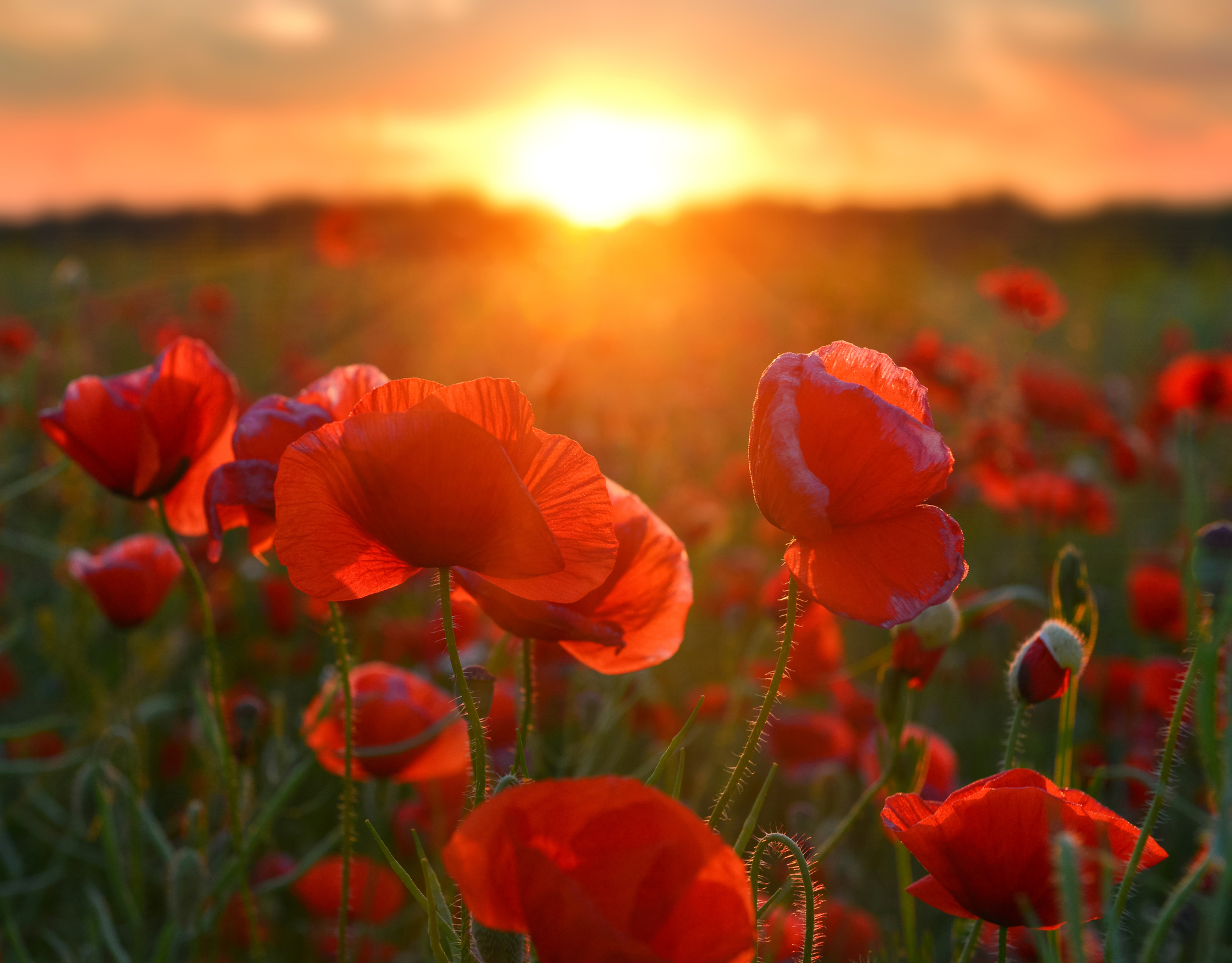 anzac-day-nz-the-history-and-symbols-of-remembrance