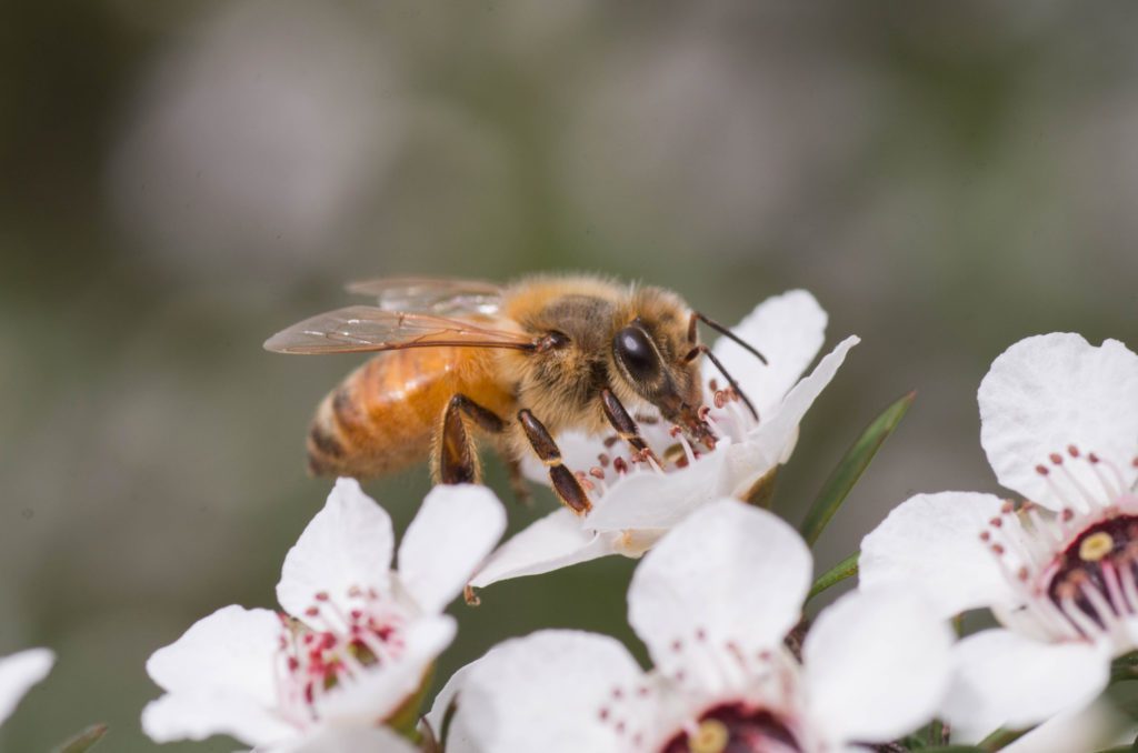 Manuka honey bee pollinating manuka flowers.