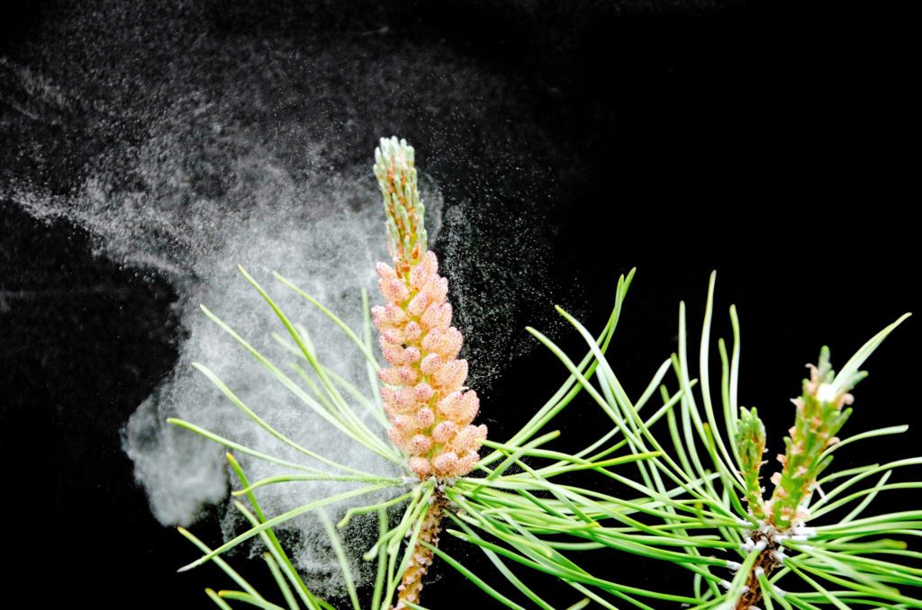The pollen coming from the pistillate cone of a wind blown pine tree... a problem for hayfever suffers. 