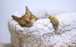 Can Sleeping in Save You Heart? Melatonin Sleep Supplement
