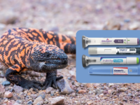 Ozempic Weight Loss Miracle? Gila Monster Venom Inspired.