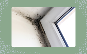 Black mould in the winter can cause health issues.