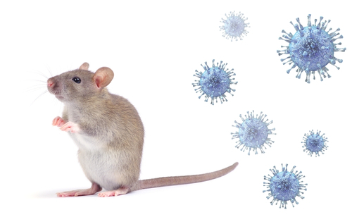 Hantavirus Explained: Symptoms, Spread and Risk in NZ